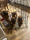 Chinese Shar Pei Puppies for sale in Ocala, FL, USA. price: $500