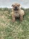 Chinese Shar Pei Puppies for sale in Adelanto, CA, USA. price: $800