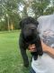 Chinese Shar Pei Puppies for sale in Cincinnati, OH, USA. price: $550