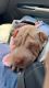 Chinese Shar Pei Puppies for sale in Riverside, CA, USA. price: $1,000
