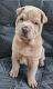 Chinese Shar Pei Puppies for sale in GRANT VLKRIA, FL 32909, USA. price: $1,200