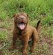 Chinese Shar Pei Puppies for sale in Dunnellon, FL, USA. price: $150