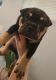 Chinese Shar Pei Puppies for sale in Sykesville, MD 21784, USA. price: $1,500
