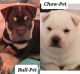 Chinese Shar Pei Puppies for sale in Sykesville, MD 21784, USA. price: $1,200