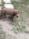 Chinese Shar Pei Puppies for sale in Land O' Lakes, FL, USA. price: $700