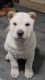 Chinese Shar Pei Puppies for sale in Sykesville, MD 21784, USA. price: $800