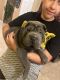 Chinese Shar Pei Puppies for sale in Orlando, FL, USA. price: $1,500
