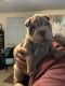 Chinese Shar Pei Puppies for sale in Augusta, GA, USA. price: $1,300