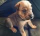 Chinese Shar Pei Puppies for sale in Dunnellon, FL, USA. price: $175