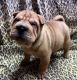 Chinese Shar Pei Puppies for sale in Beaver Dam, KY 42320, USA. price: $1,000