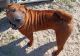 Chinese Shar Pei Puppies for sale in Dunnellon, FL, USA. price: $850