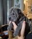 Chinese Shar Pei Puppies for sale in Charlotte, North Carolina. price: $500