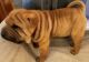 Chinese Shar Pei Puppies for sale in Dunnellon, FL, USA. price: $850