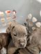 Chinese Shar Pei Puppies for sale in Tampa, Florida. price: $250