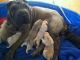 Chinese Shar Pei Puppies for sale in Louisville, KY, USA. price: $450