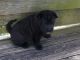 Chinese Shar Pei Puppies for sale in Albuquerque, NM, USA. price: NA