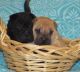 Chinese Shar Pei Puppies for sale in Broken Arrow, OK, USA. price: NA