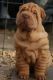 Lovely pure breed Shar Pei puppies