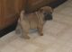 Chinese Shar Pei Puppies for sale in Peoria, AZ, USA. price: $400