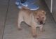 Chinese Shar Pei Puppies for sale in Escondido, CA, USA. price: NA