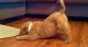 Chinese Shar Pei Puppies for sale in San Diego, CA, USA. price: NA