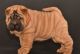 Chinese Shar Pei Puppies for sale in Tecate, CA 91987, USA. price: NA