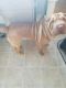 Chinese Shar Pei Puppies for sale in Weyauwega, WI 54983, USA. price: NA