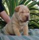 Chinese Shar-Pei Puppies for Sale