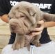 Chinese Shar Pei Puppies for sale in Lexington, KY 40574, USA. price: $500