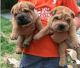 gorgeous Red Fawn Chinese Shar-Pei puppies