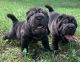 Black Pei Pups