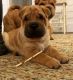 Nice and Healthy Chinese Shar-Pei Puppies Available