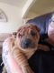 Sharpei pup looking for forever home
