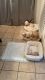 Chipoo Puppies for sale in Orlando, FL, USA. price: $700