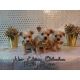 Chipoo Puppies for sale in Stockton, CA, USA. price: $600