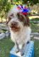Chipoo Puppies for sale in West Palm Beach, FL, USA. price: $2,500