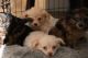 Chipoo Puppies for sale in Palm Desert, CA, USA. price: $500