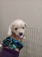 Chipoo Puppies for sale in Fairfield, CA, USA. price: $200