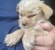 Chipoo Puppies for sale in Costa Mesa, CA, USA. price: NA