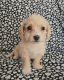 Chipoo Puppies for sale in Kissimmee, FL, USA. price: $750