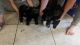 Chipoo Puppies for sale in Guthrie, OK, USA. price: $300