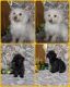 Chipoo Puppies for sale in Milan, MO 63556, USA. price: $275