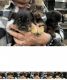 Chipoo Puppies for sale in Mineola, TX 75773, USA. price: $750