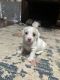 Chipoo Puppies for sale in 1439 E Saguaro Trail, San Tan Valley, AZ 85143, USA. price: $100