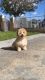 Chipoo Puppies for sale in Los Angeles, California. price: $750