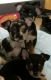 Chipoo Puppies for sale in Vancouver, WA, USA. price: NA