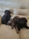 Chipoo Puppies for sale in Ephrata, WA 98823, USA. price: NA