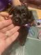 Chipoo Puppies for sale in Holiday, FL, USA. price: $500