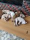 Chippiparai Puppies for sale in Hasthinapuram, Chromepet, Chennai, Tamil Nadu, India. price: 5000 INR