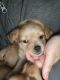 Chiweenie Puppies for sale in Shrewsbury, MA 01545, USA. price: NA